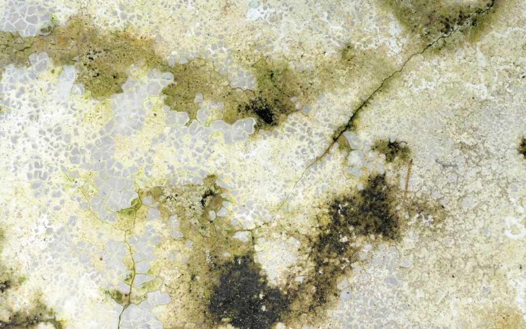 Mould Identification: 2025 Guide to Types and Removal in Central Alberta