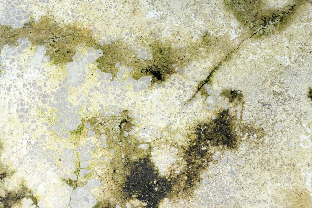 Mould in Central Alberta